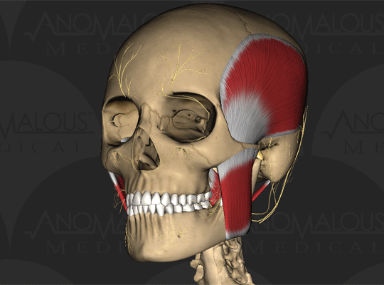 Anomalous 3D Medical Simulation: 3D Head and Neck Anatomy