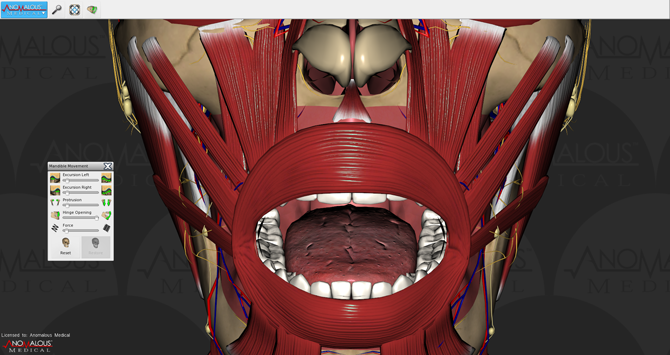 Open Mouth Anatomy
