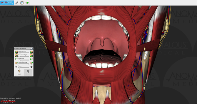 Mouth Anatomy Interior