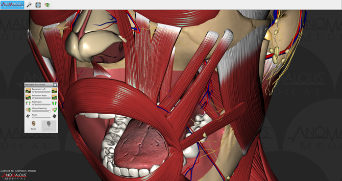 Mouth Anatomy Interior