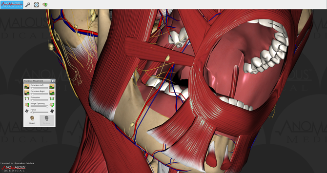 Mouth Anatomy Interior