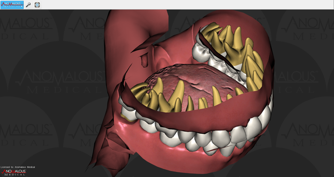 Mouth Anatomy